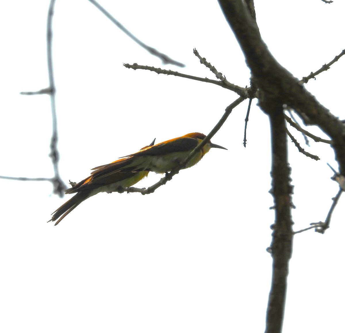 Chestnut-headed Bee-eater - ML620202223