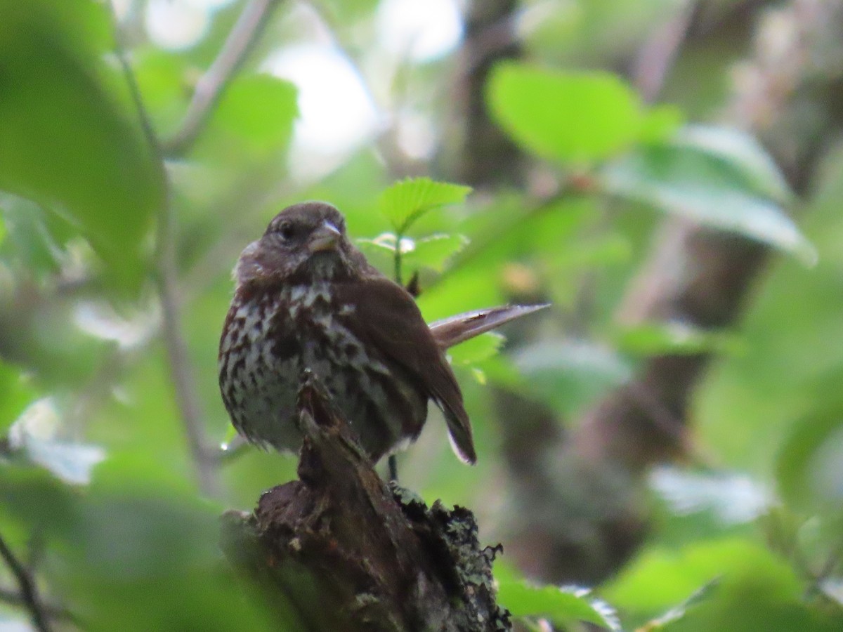 Fox Sparrow - ML620202234