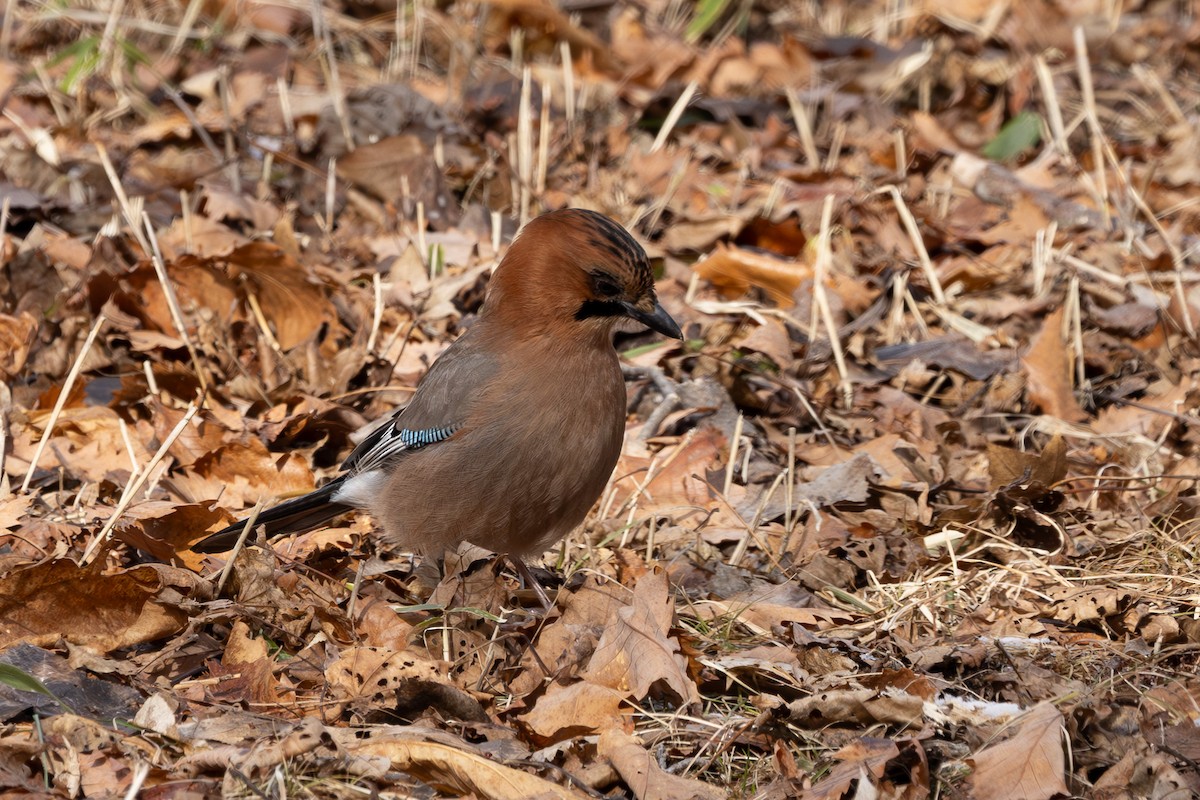 Eurasian Jay - ML620202238