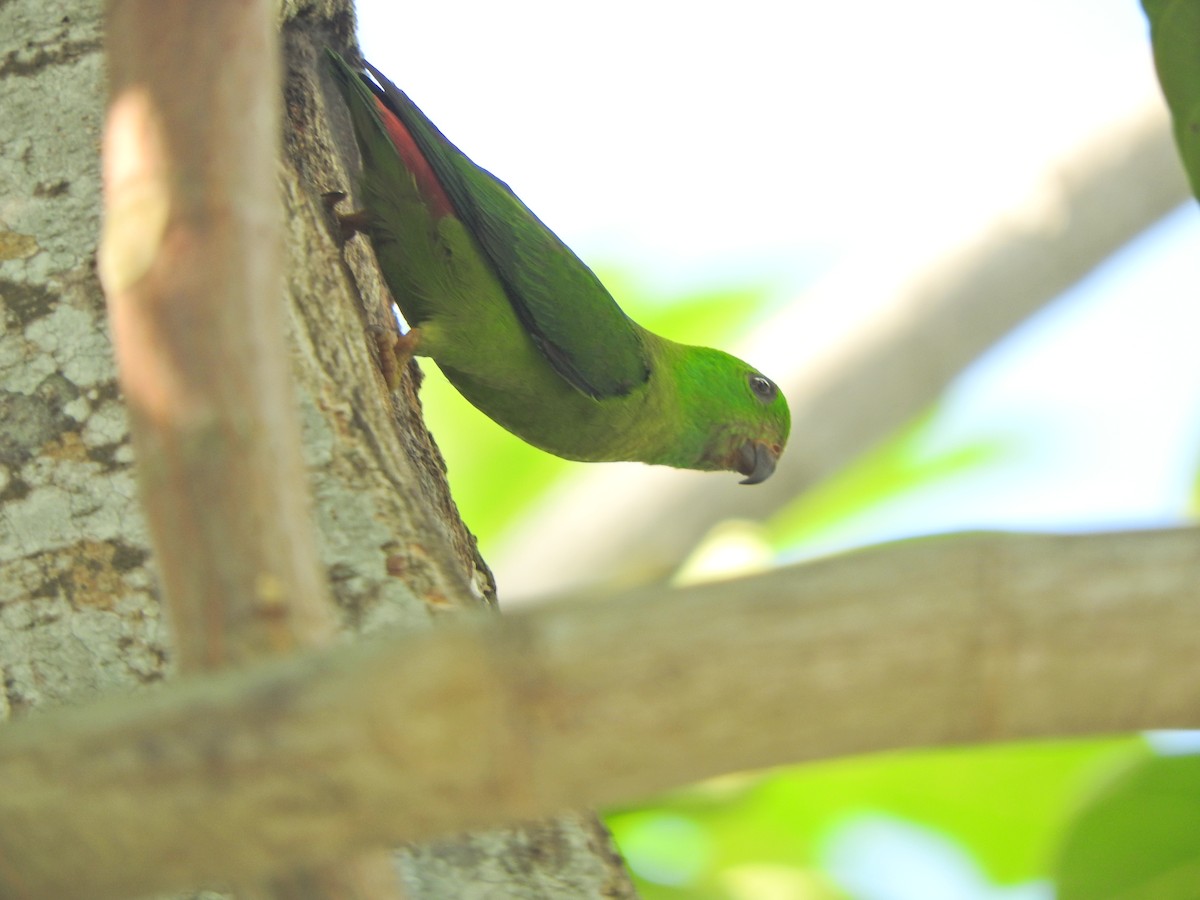 Blue-crowned Hanging-Parrot - ML620202243