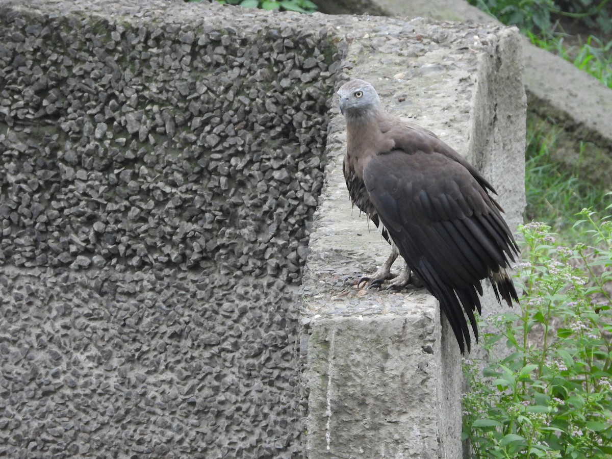 Gray-headed Fish-Eagle - ML620202245