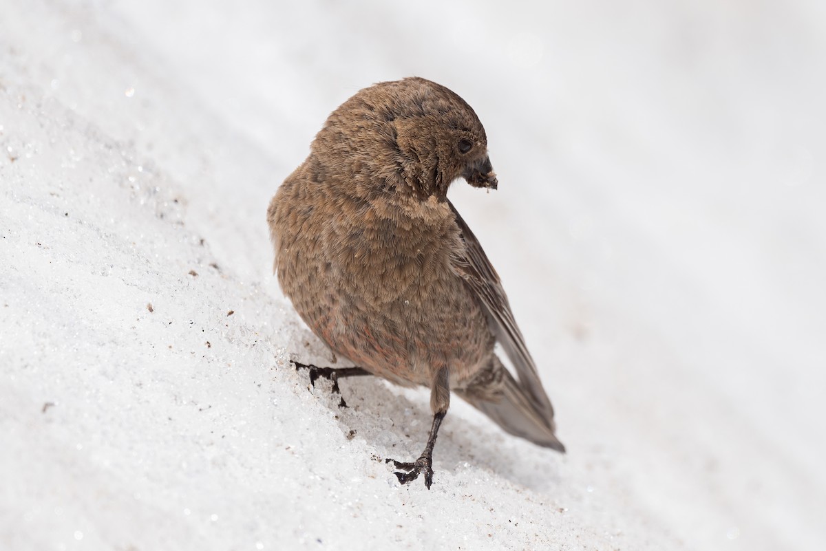 Brown-capped Rosy-Finch - ML620202252