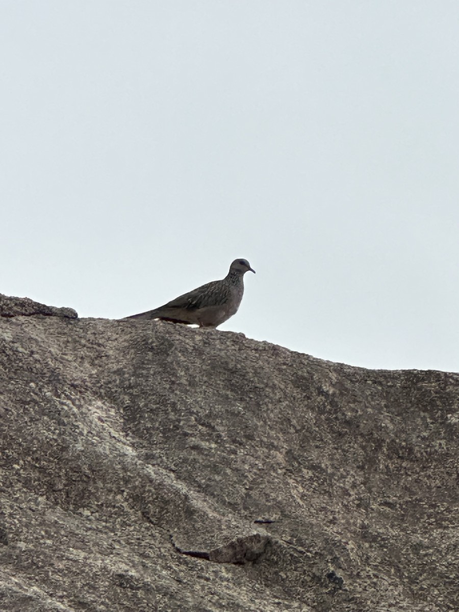 Spotted Dove - ML620202257