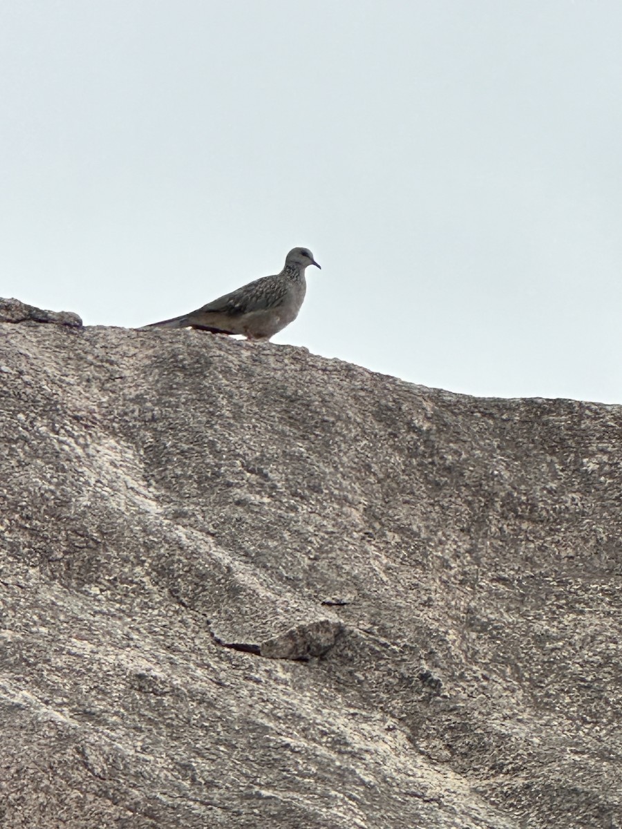Spotted Dove - ML620202258