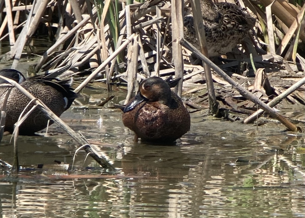 Blue-winged/Cinnamon Teal - ML620202259