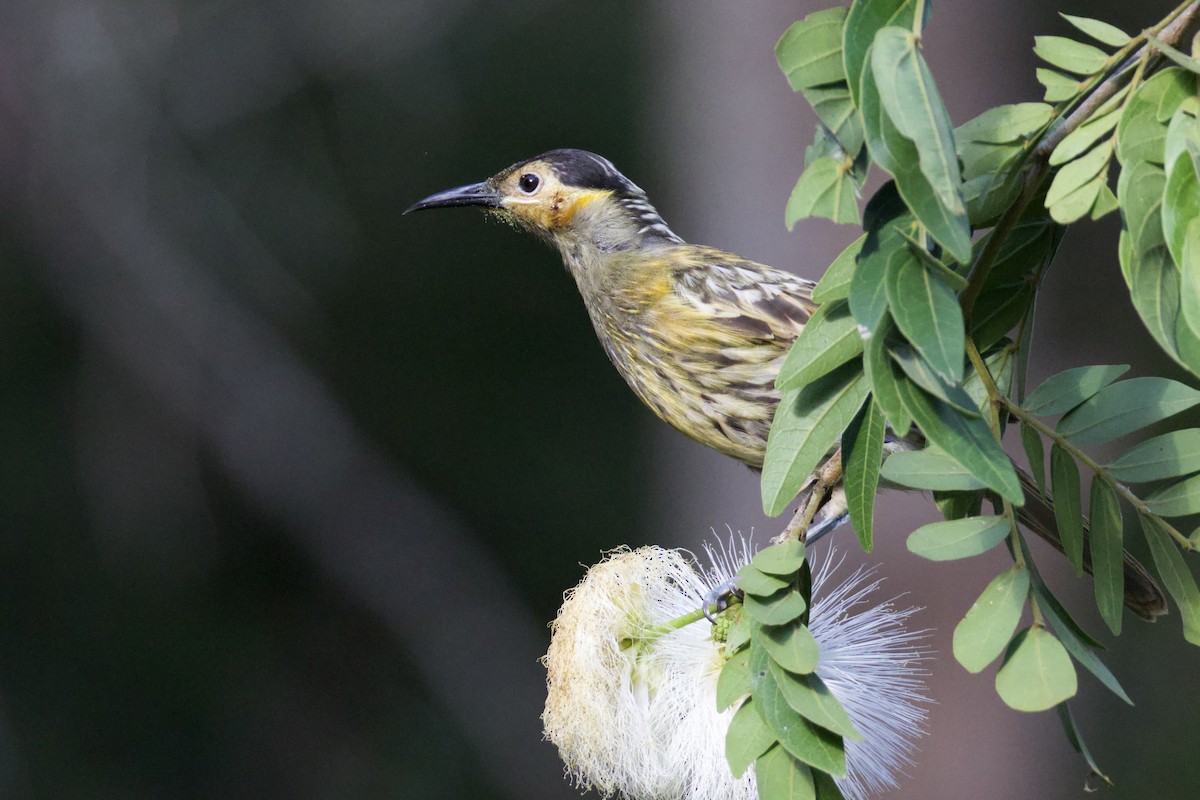 Macleay's Honeyeater - ML620202264