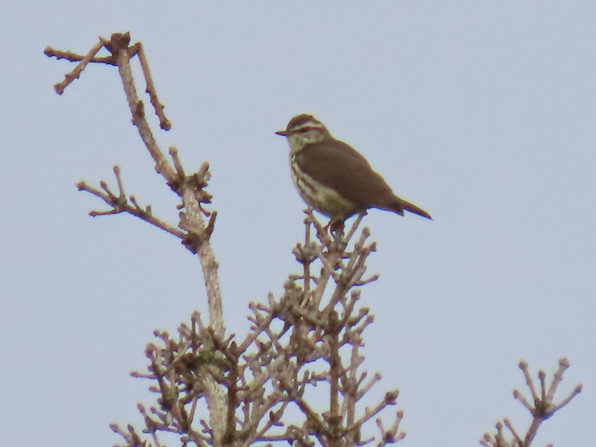 Northern Waterthrush - ML620202265