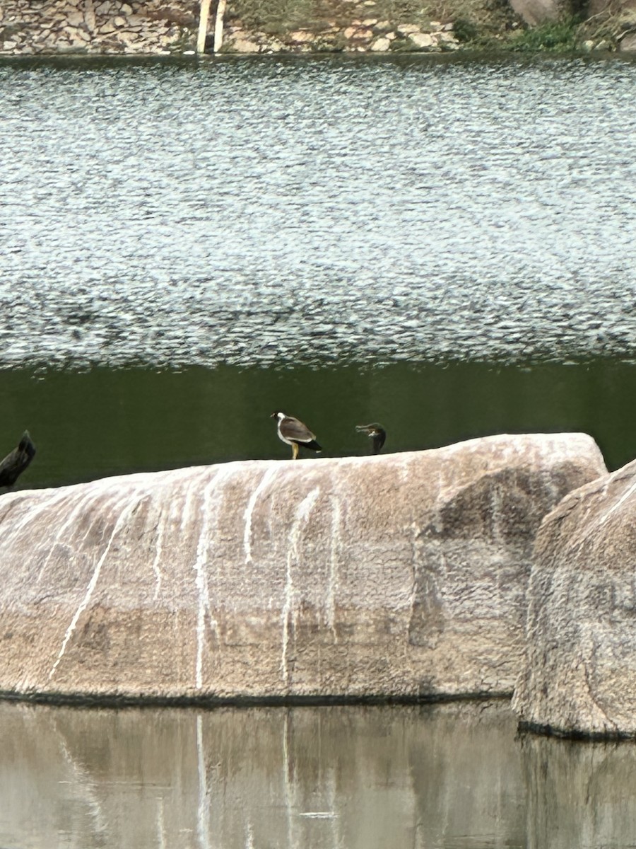 Red-wattled Lapwing - ML620202278