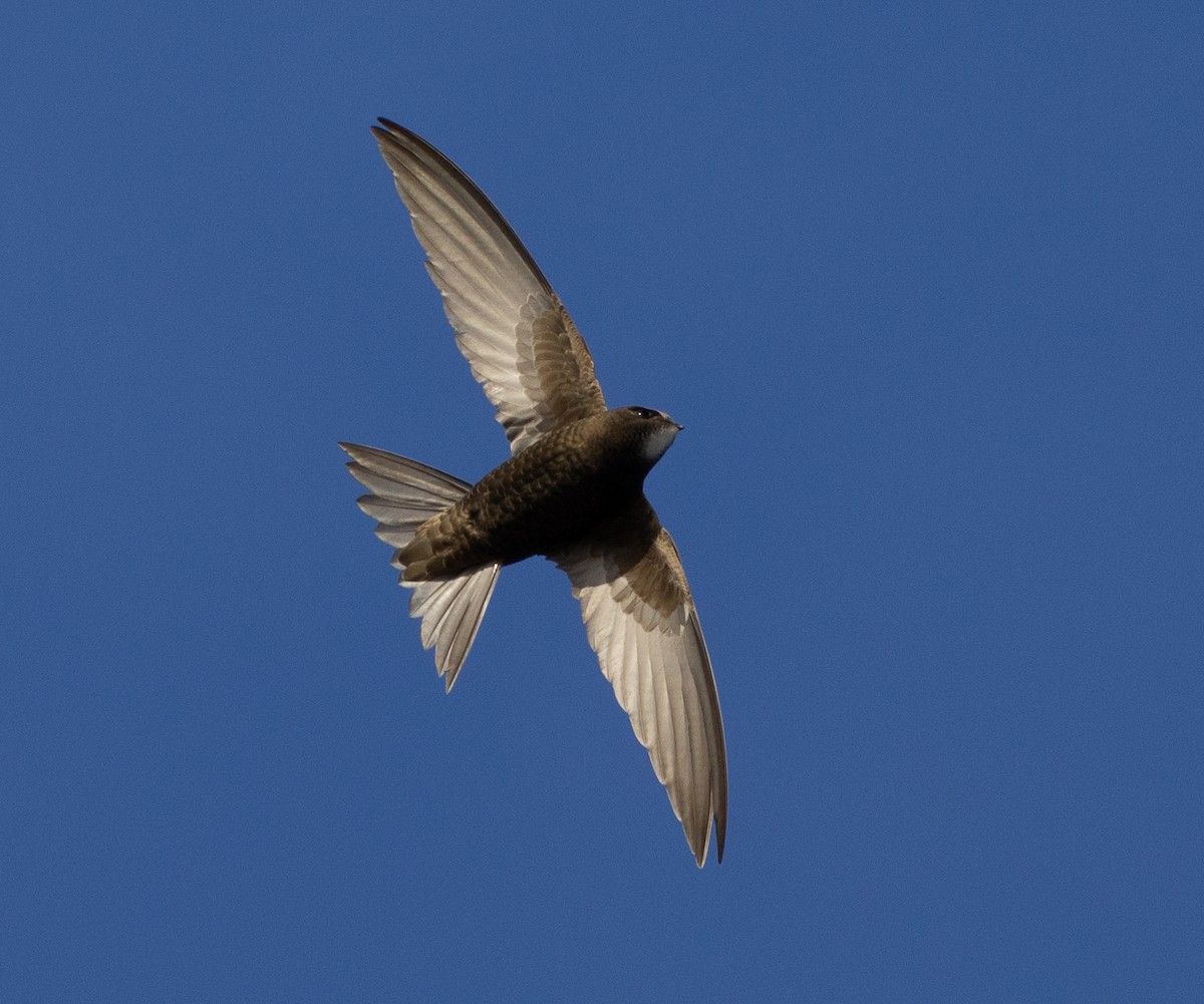 Common Swift - ML620202290