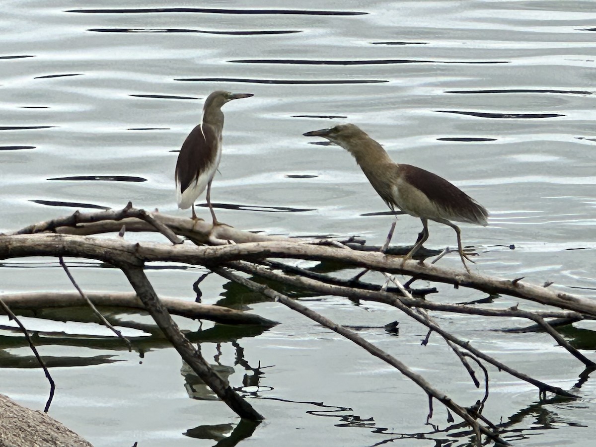 Indian Pond-Heron - ML620202292