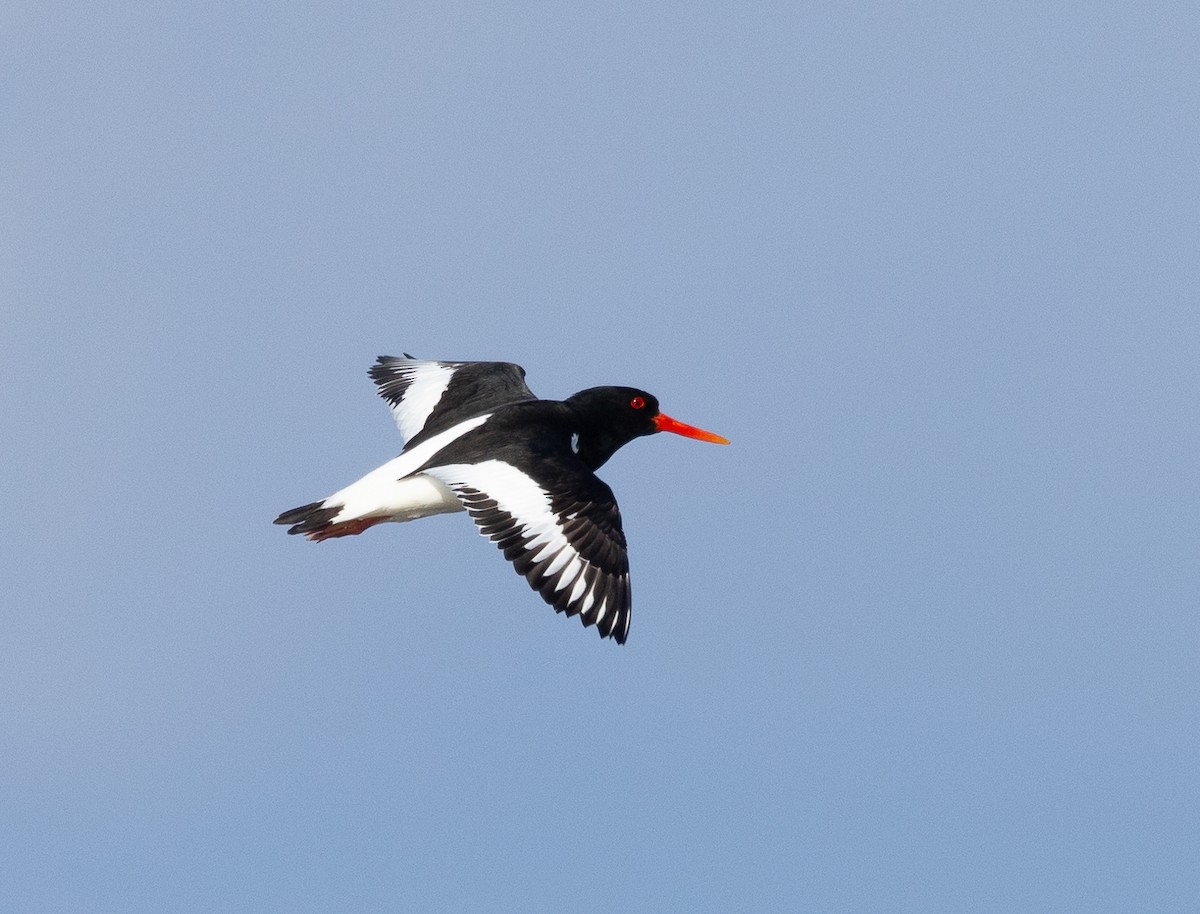 Eurasian Oystercatcher - ML620202304