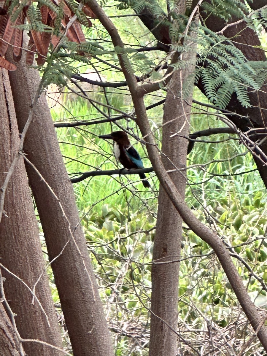 White-throated Kingfisher - ML620202309