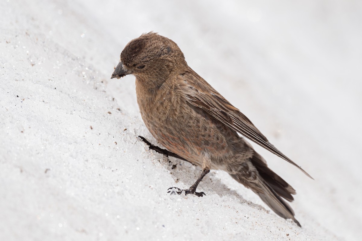 Brown-capped Rosy-Finch - ML620202315