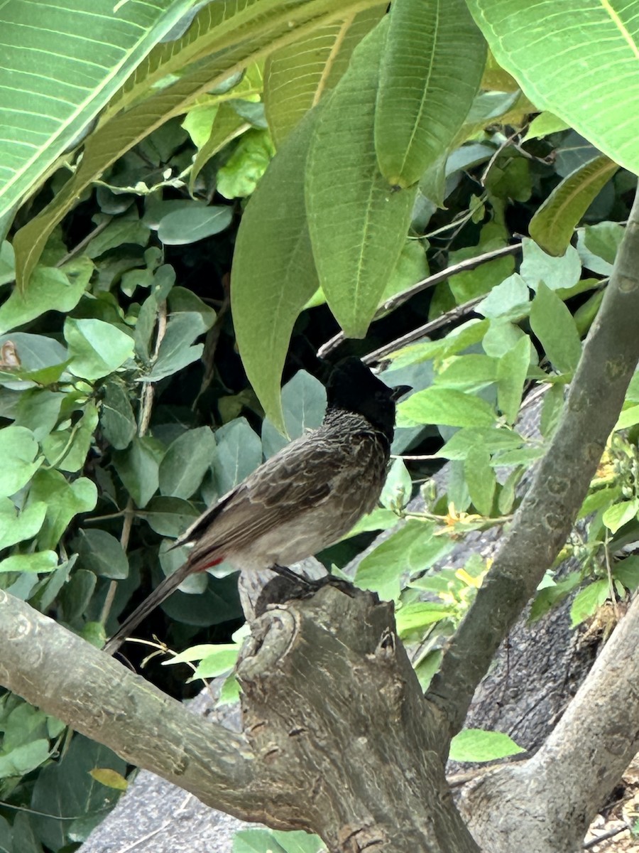 Red-vented Bulbul - ML620202323