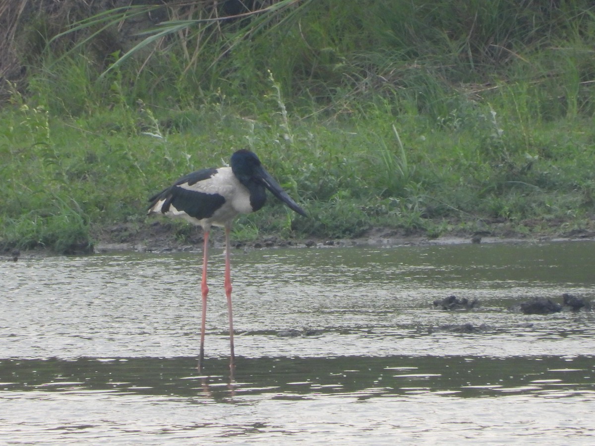 Black-necked Stork - ML620202341