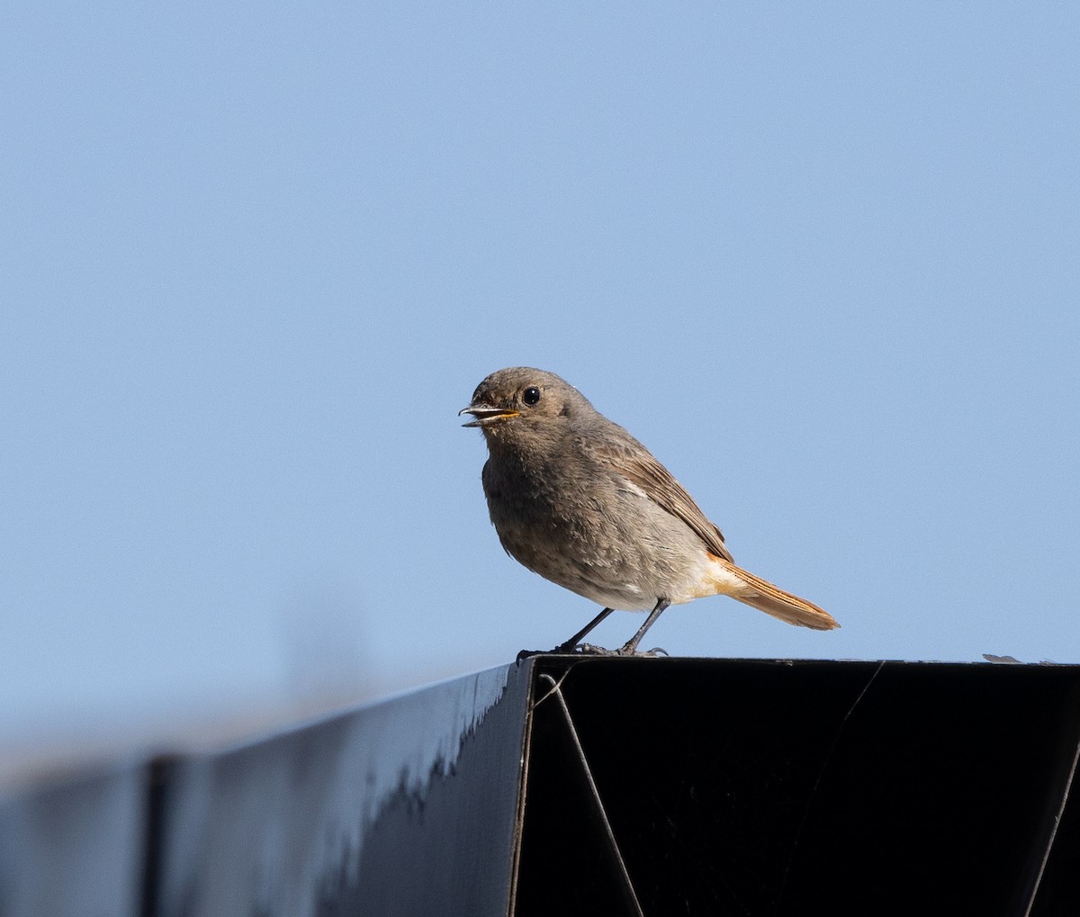 Black Redstart - ML620202342