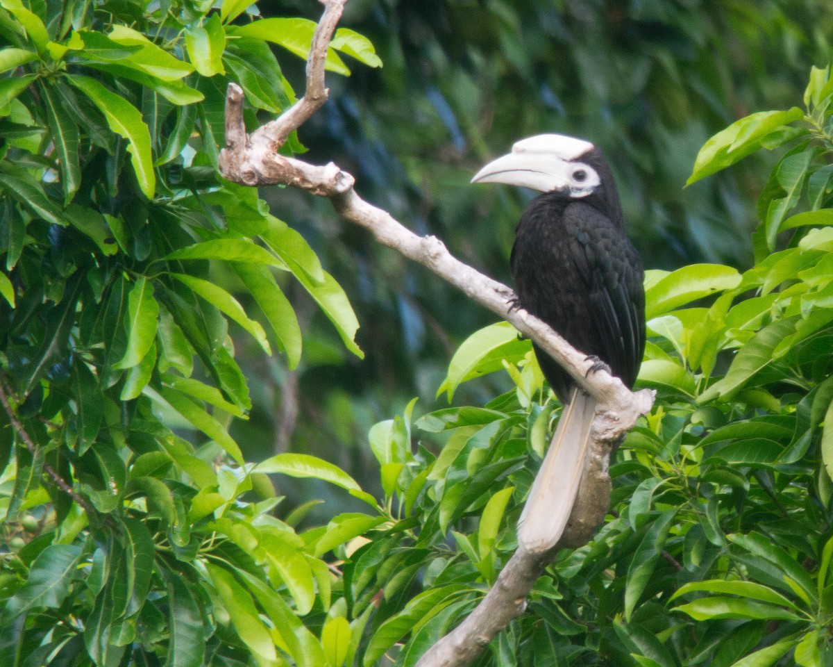 Cálao de Palawan - ML620202343