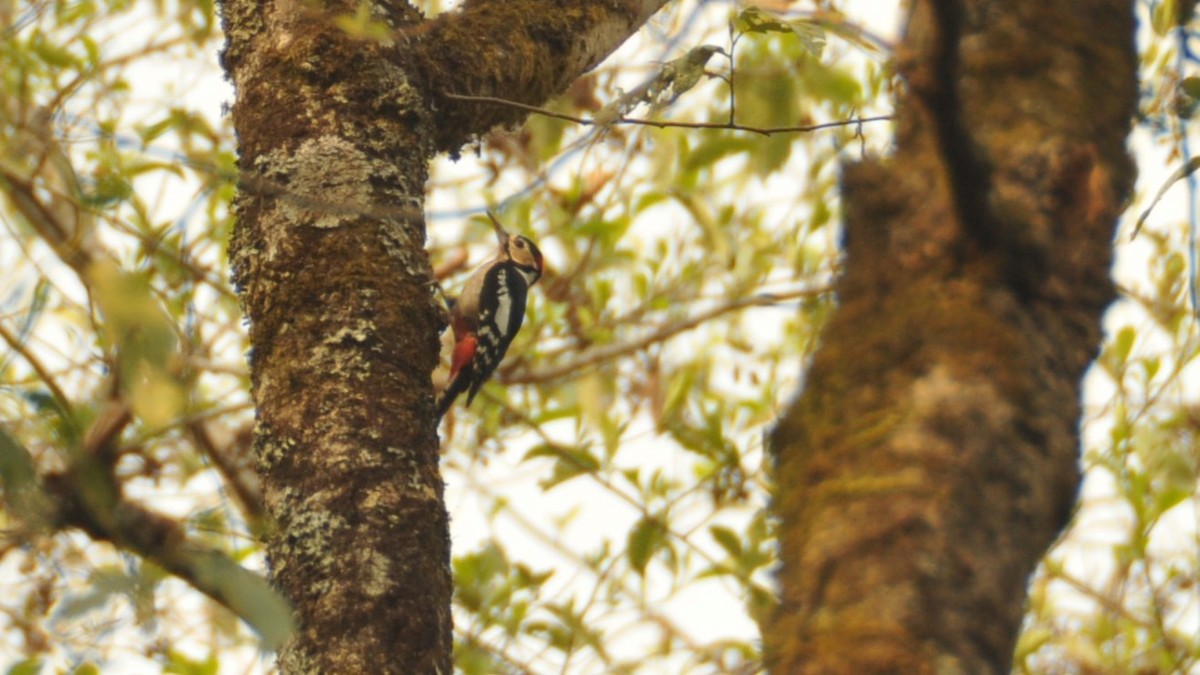 Great Spotted Woodpecker - ML620202346
