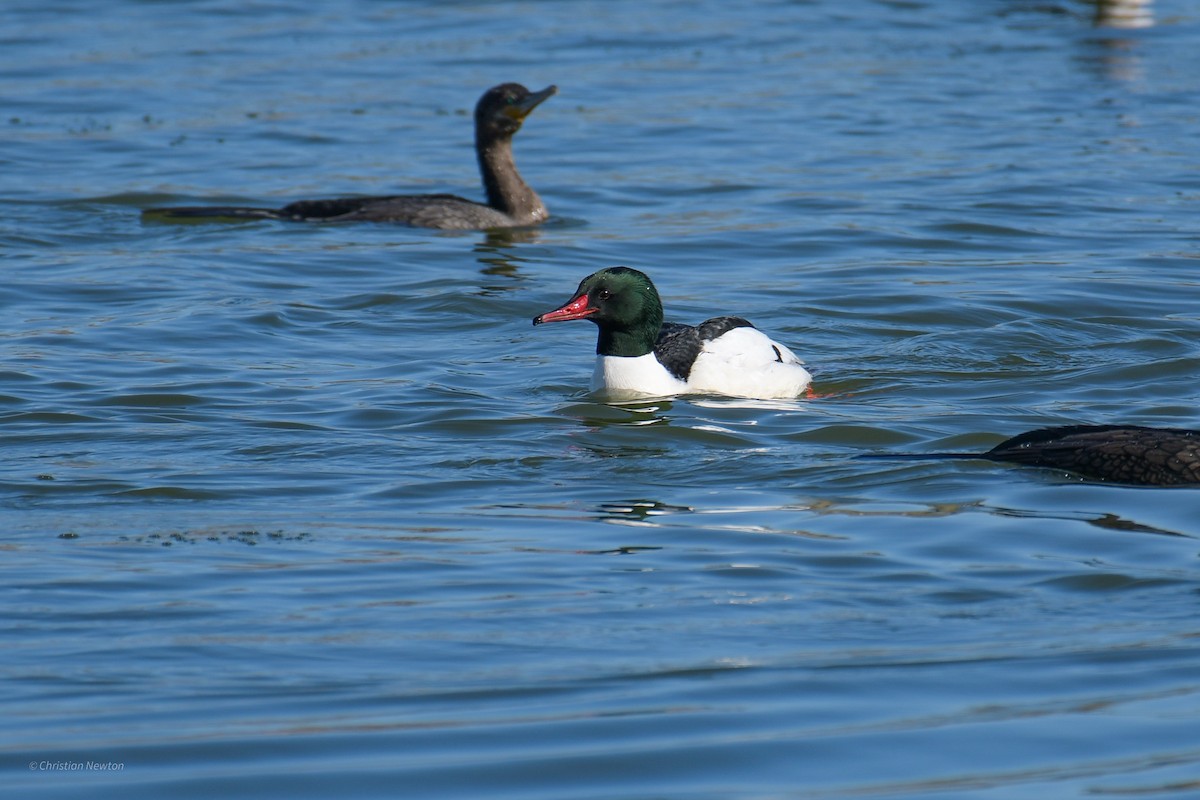 Common Merganser - ML620202348