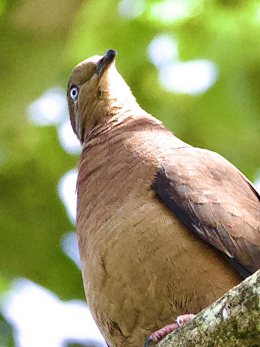 Brown Cuckoo-Dove - ML620202354