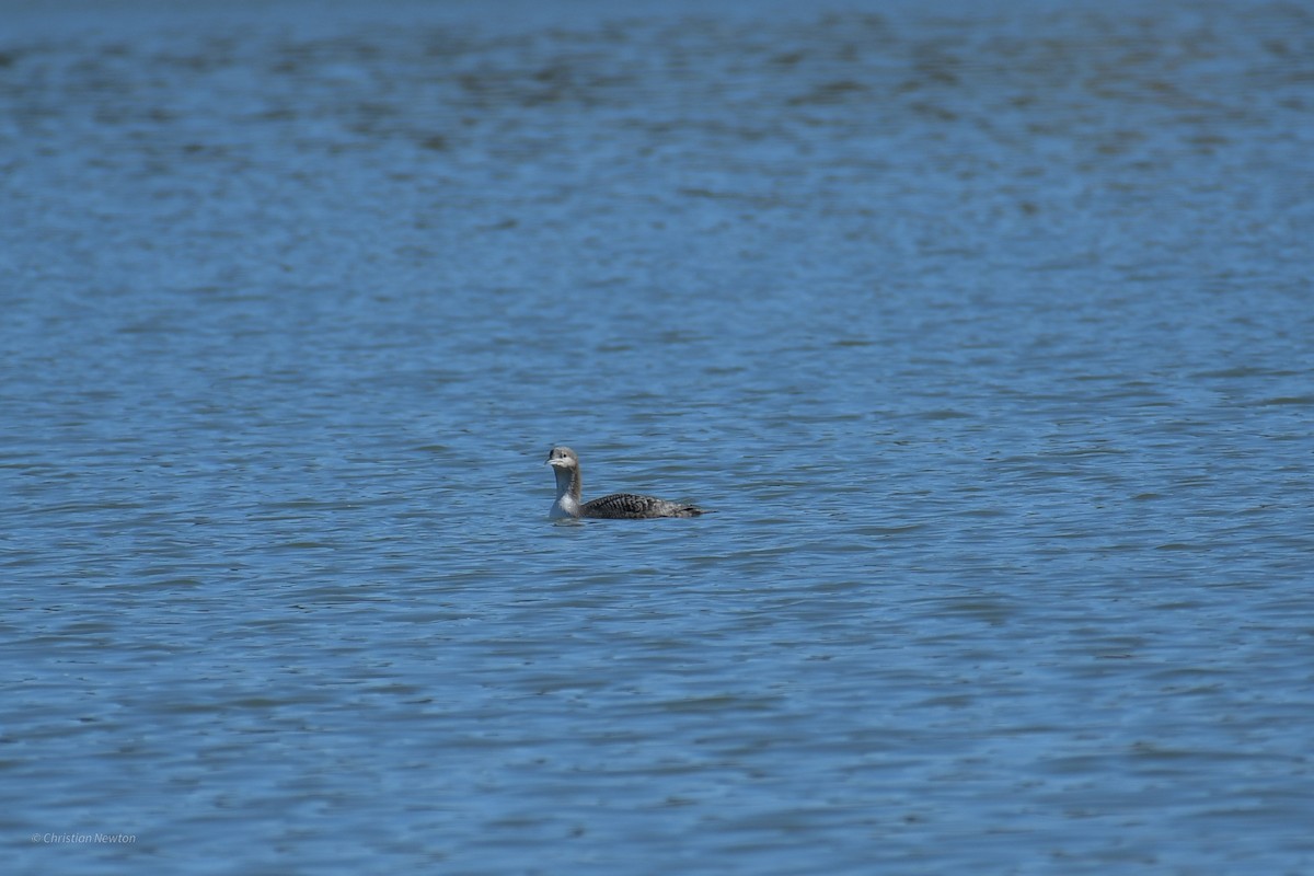 Common Loon - ML620202358