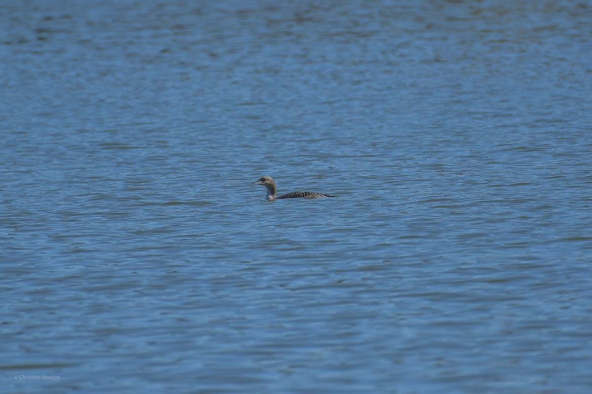 Common Loon - ML620202359