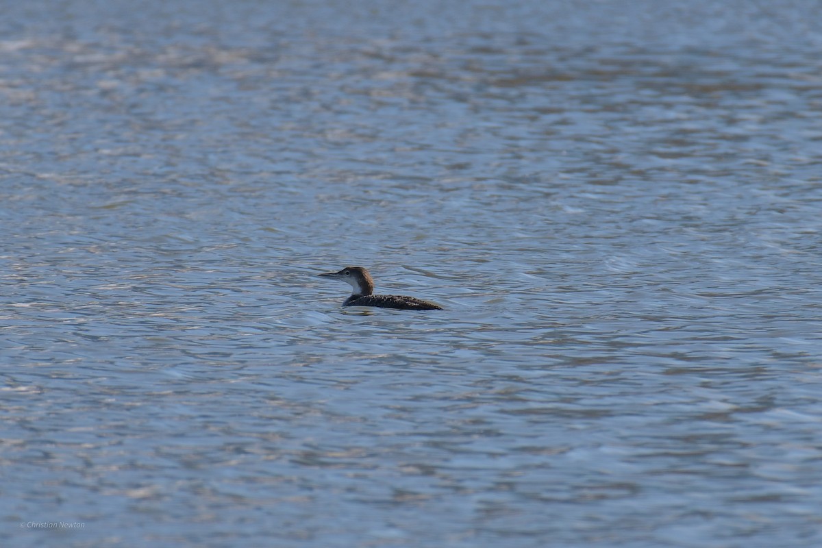 Common Loon - ML620202360