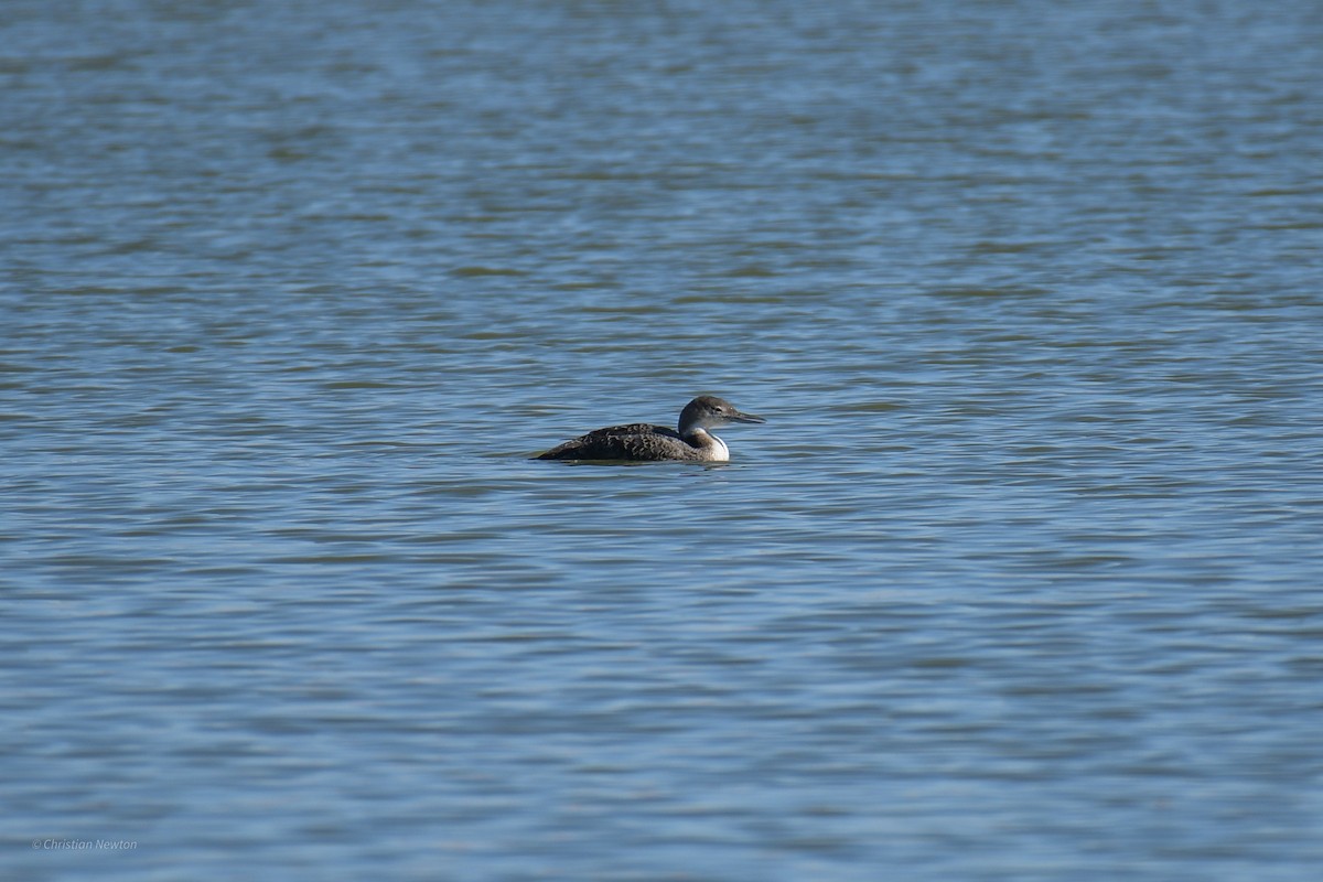 Common Loon - ML620202362