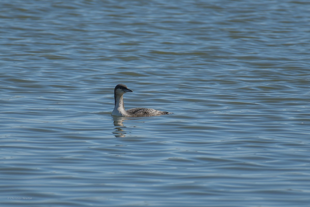 Pacific Loon - ML620202372