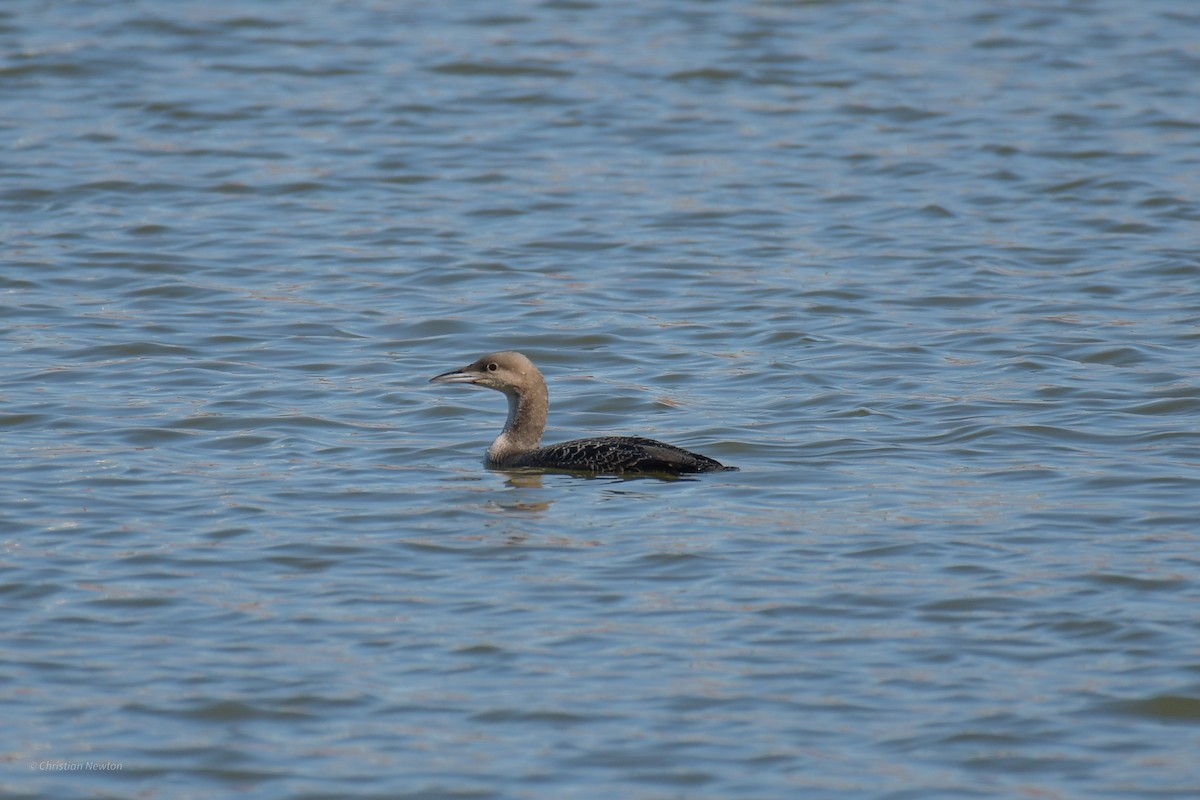 Pacific Loon - ML620202373