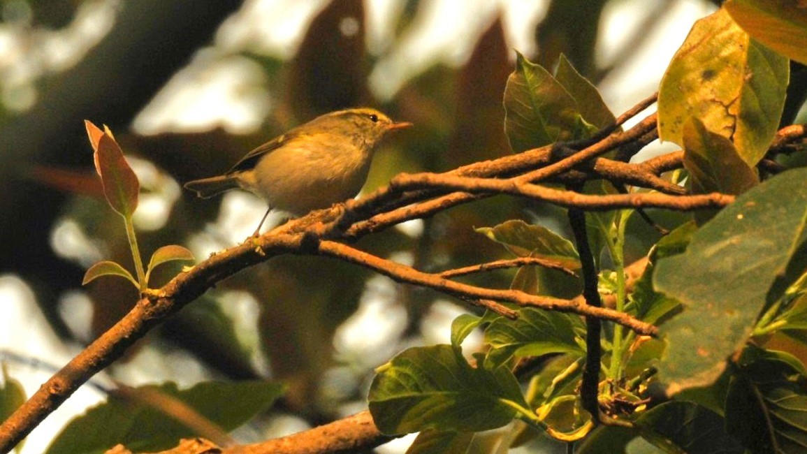 Hume's Warbler - ML620202377