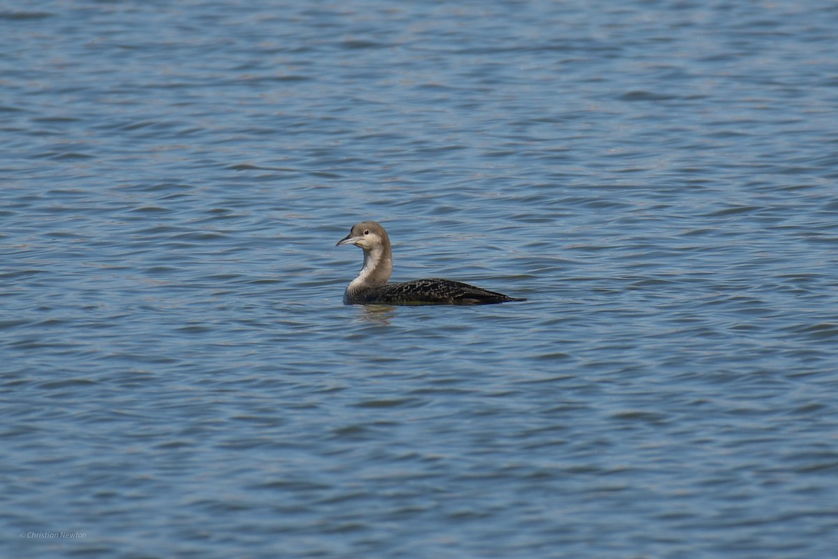 Pacific Loon - ML620202378