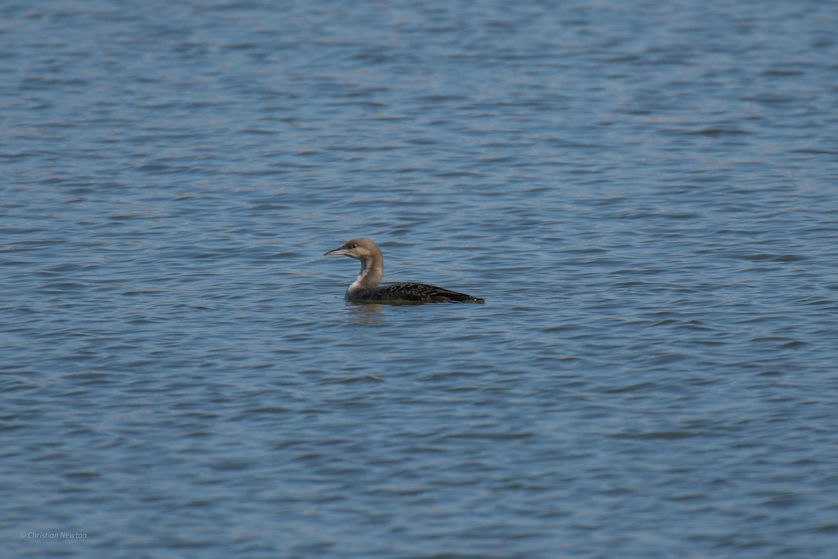 Pacific Loon - ML620202379