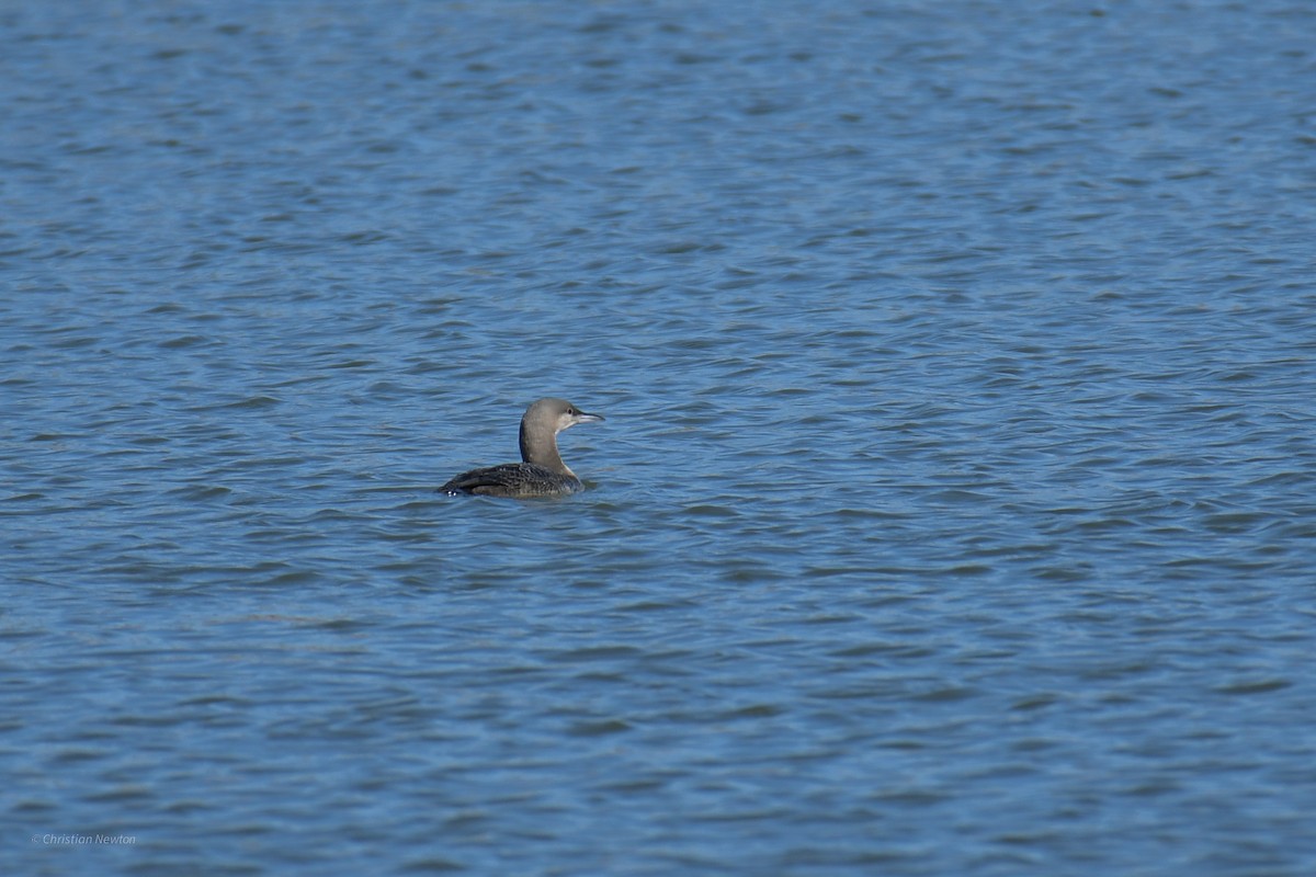 Pacific Loon - ML620202381