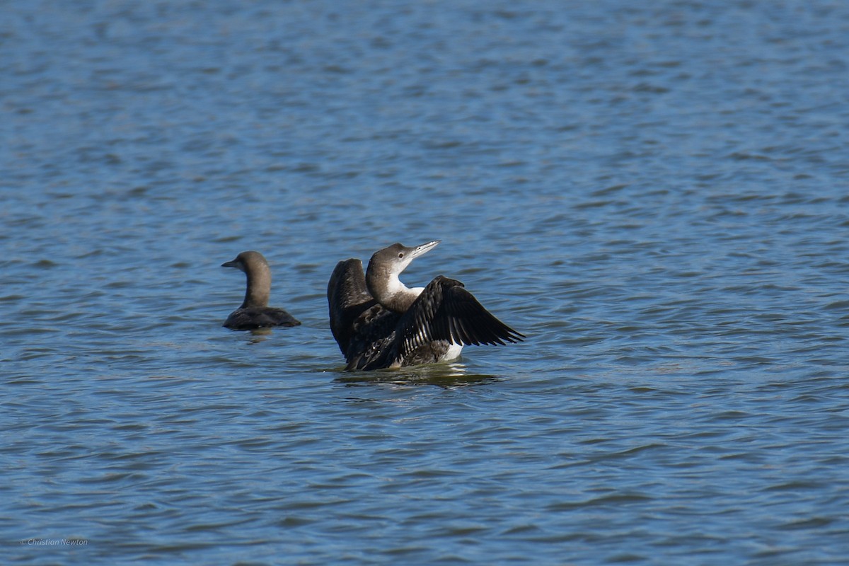 Common Loon - ML620202384