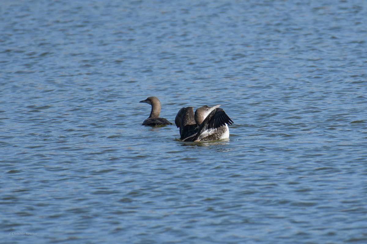 Plongeon huard - ML620202386