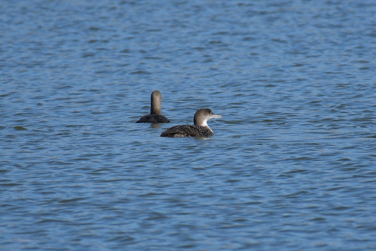 Pacific Loon - ML620202388