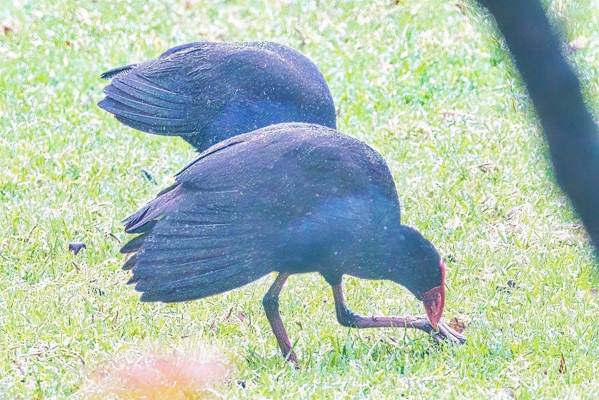 Australasian Swamphen - ML620202391