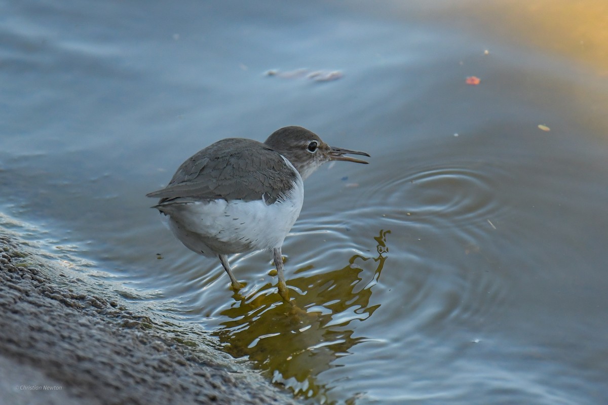 Spotted Sandpiper - Christian Newton