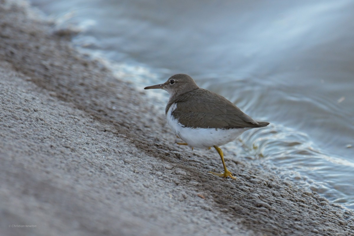 Spotted Sandpiper - ML620202397