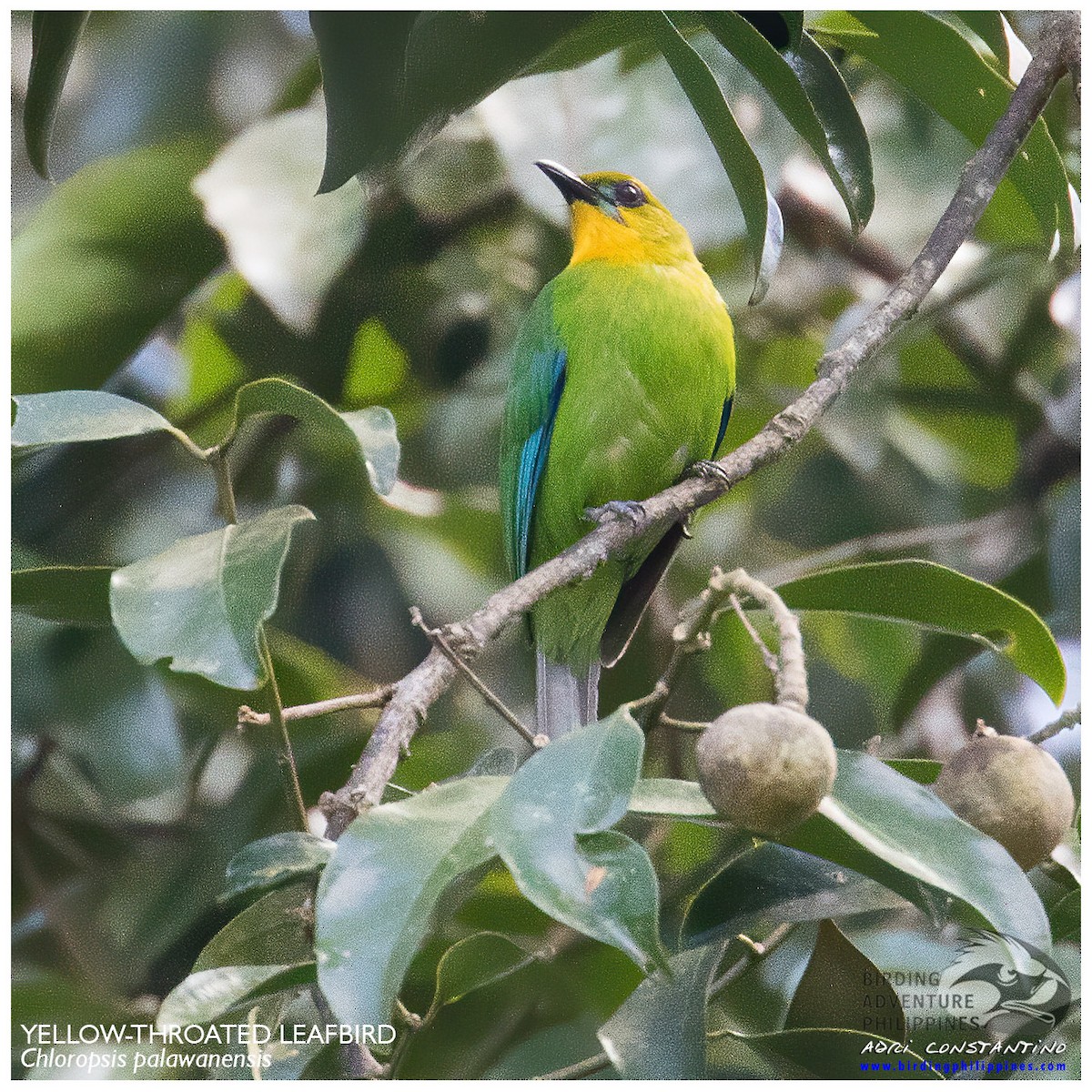 Yellow-throated Leafbird - ML620202399
