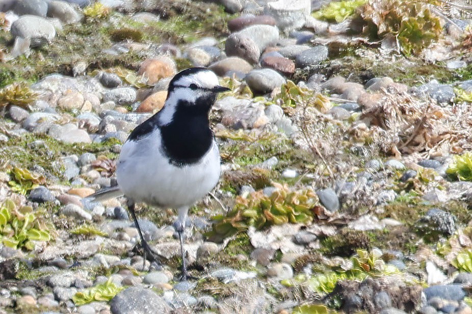 White Wagtail (Black-backed) - ML620202402