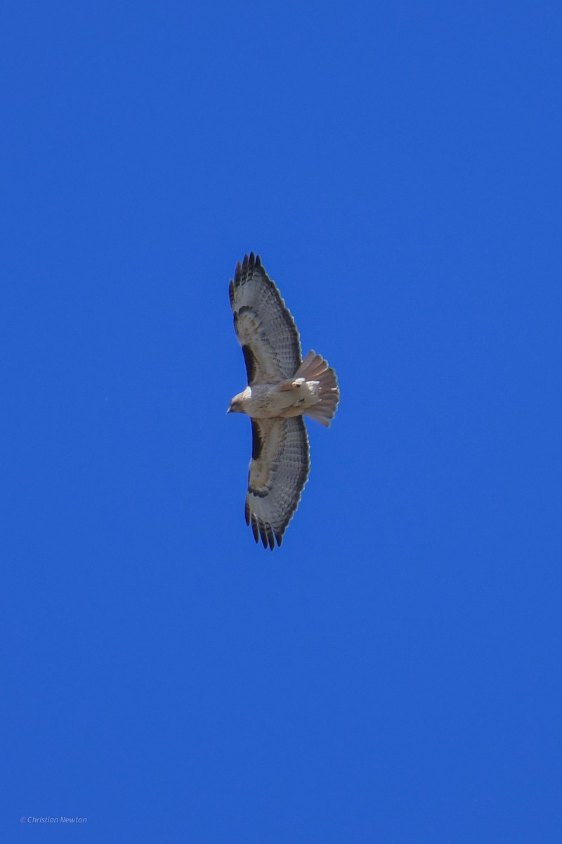 Red-tailed Hawk - ML620202408