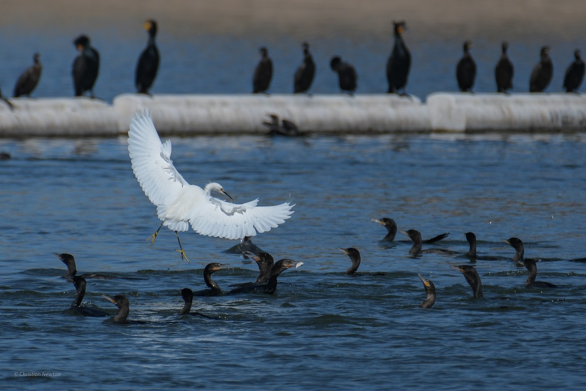 Snowy Egret - ML620202413