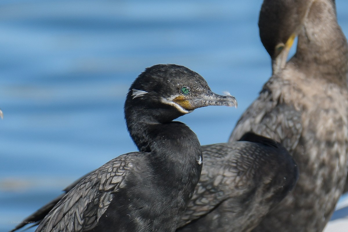 Neotropic Cormorant - ML620202423