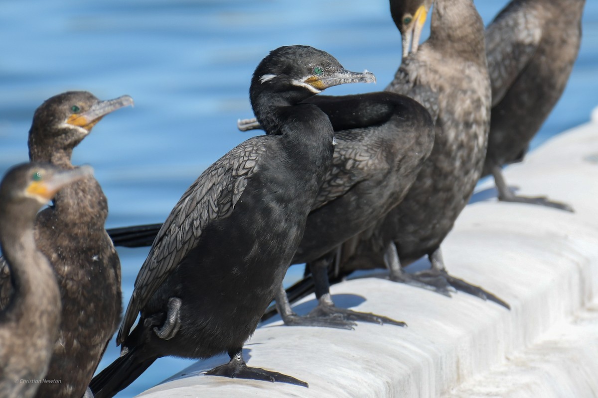 Neotropic Cormorant - ML620202425