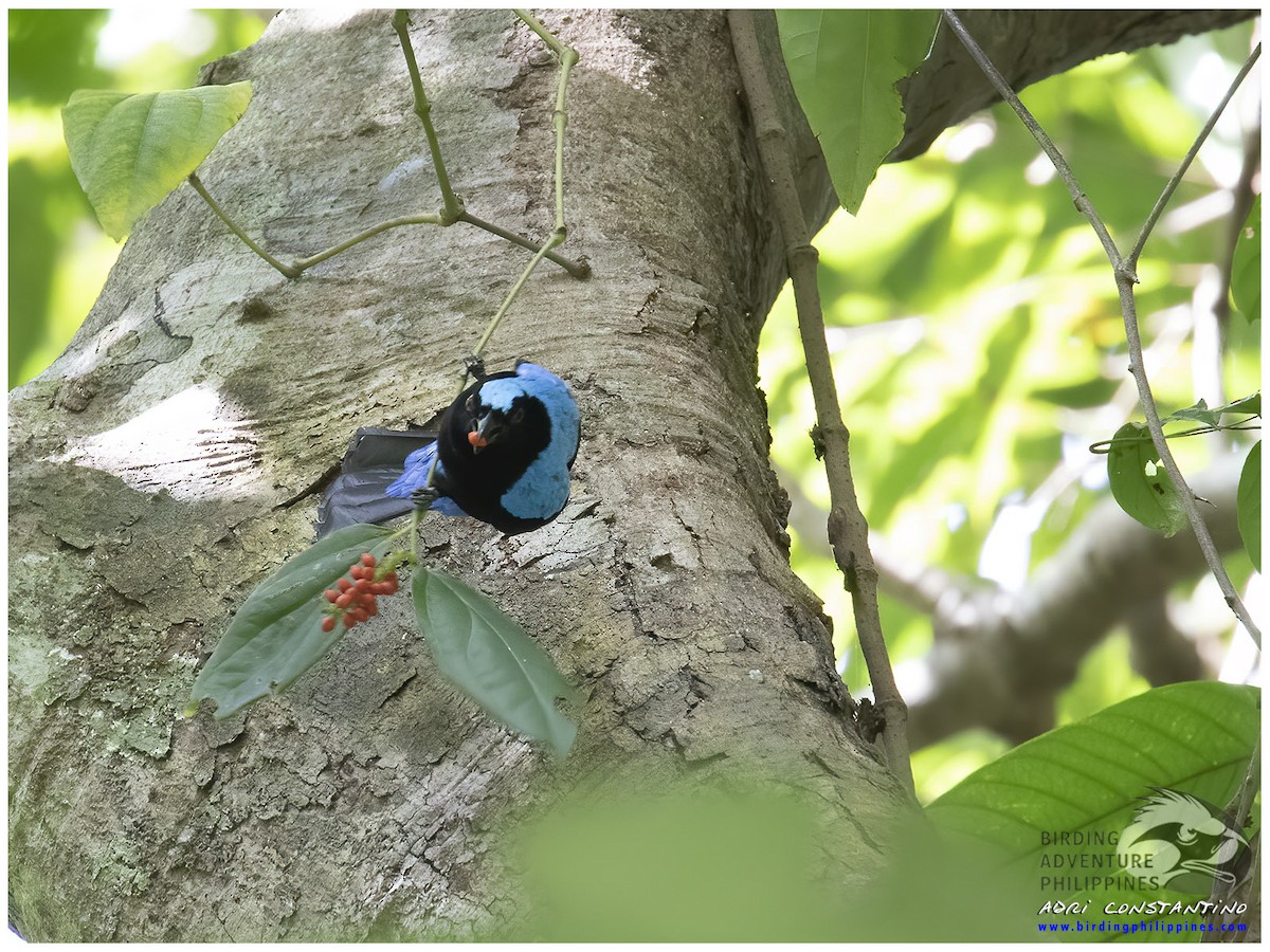 Palawan Fairy-bluebird - ML620202432