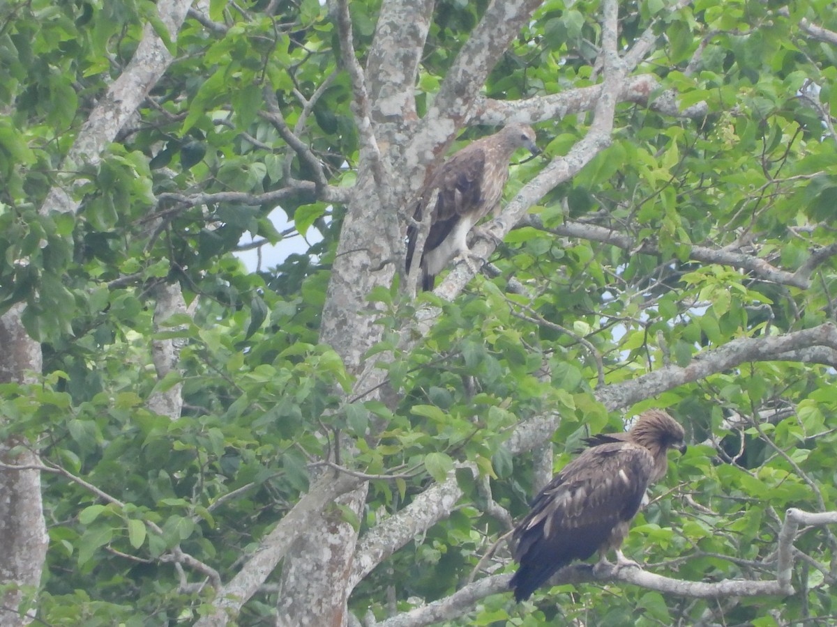 Pallas's Fish-Eagle - ML620202434