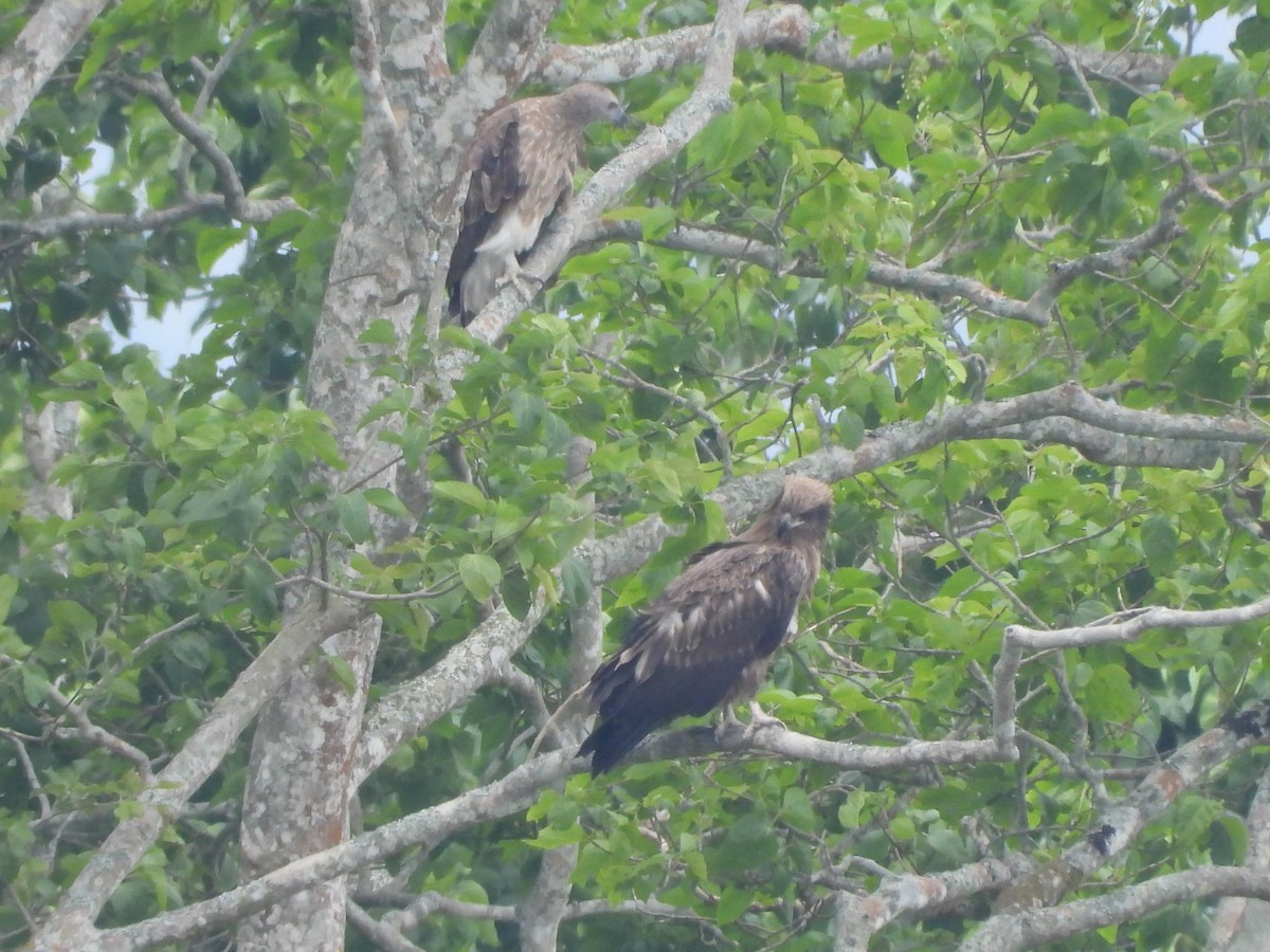 Pallas's Fish-Eagle - ML620202435