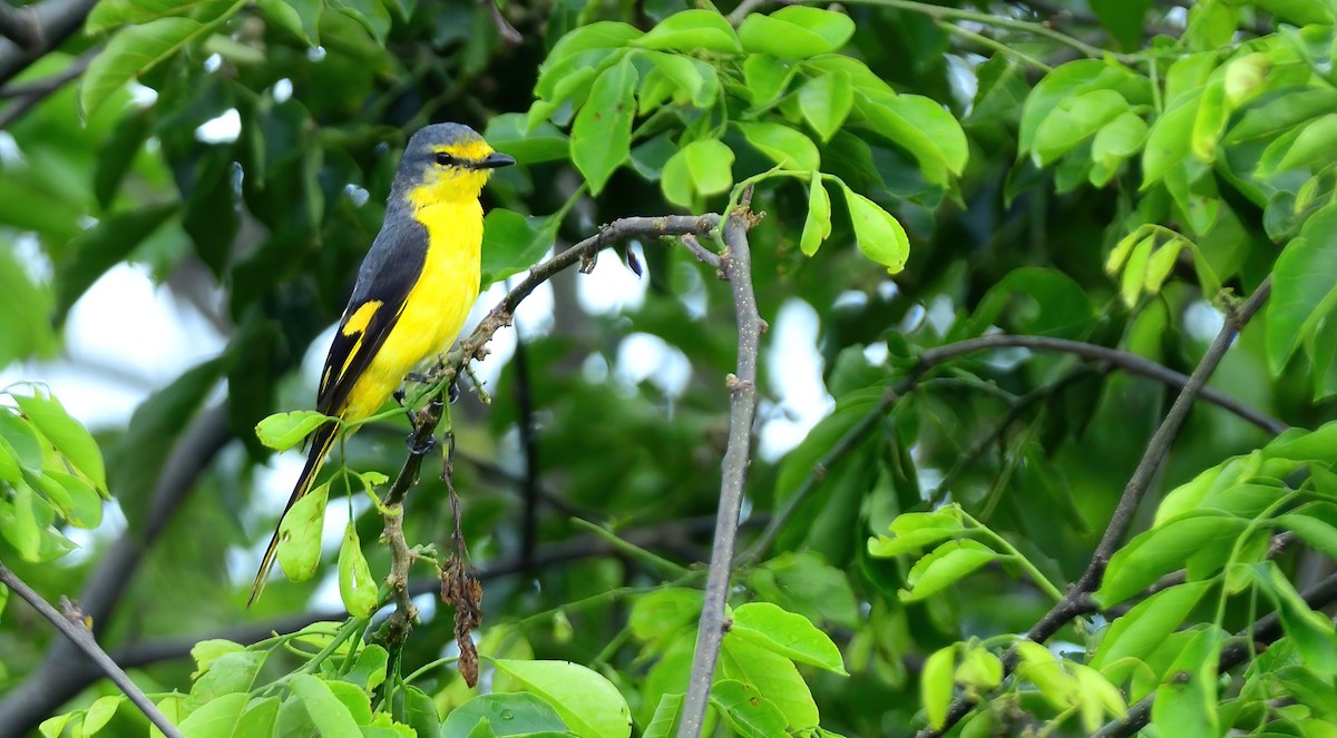 Orange Minivet - ML620202438